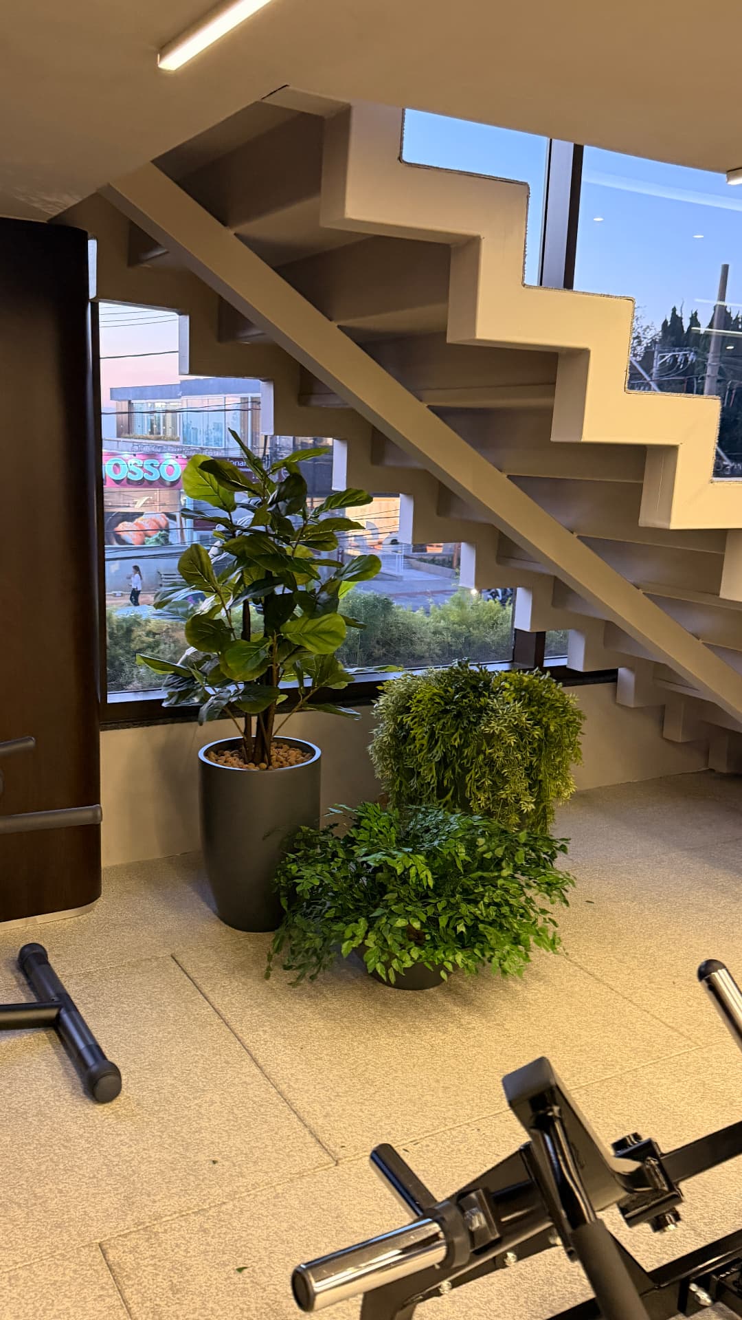 Ficus lyrata e arranjos de folhagem sob a escada, com vista para a rua