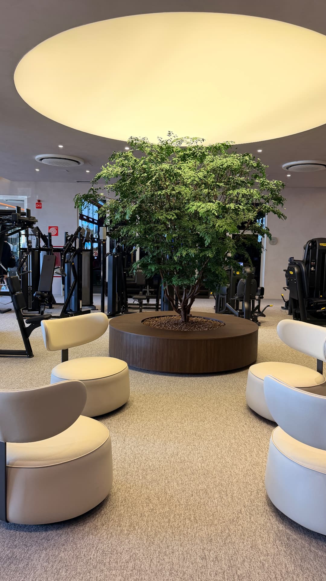 Árvore preservada de grande porte em jardineira circular no salão de musculação