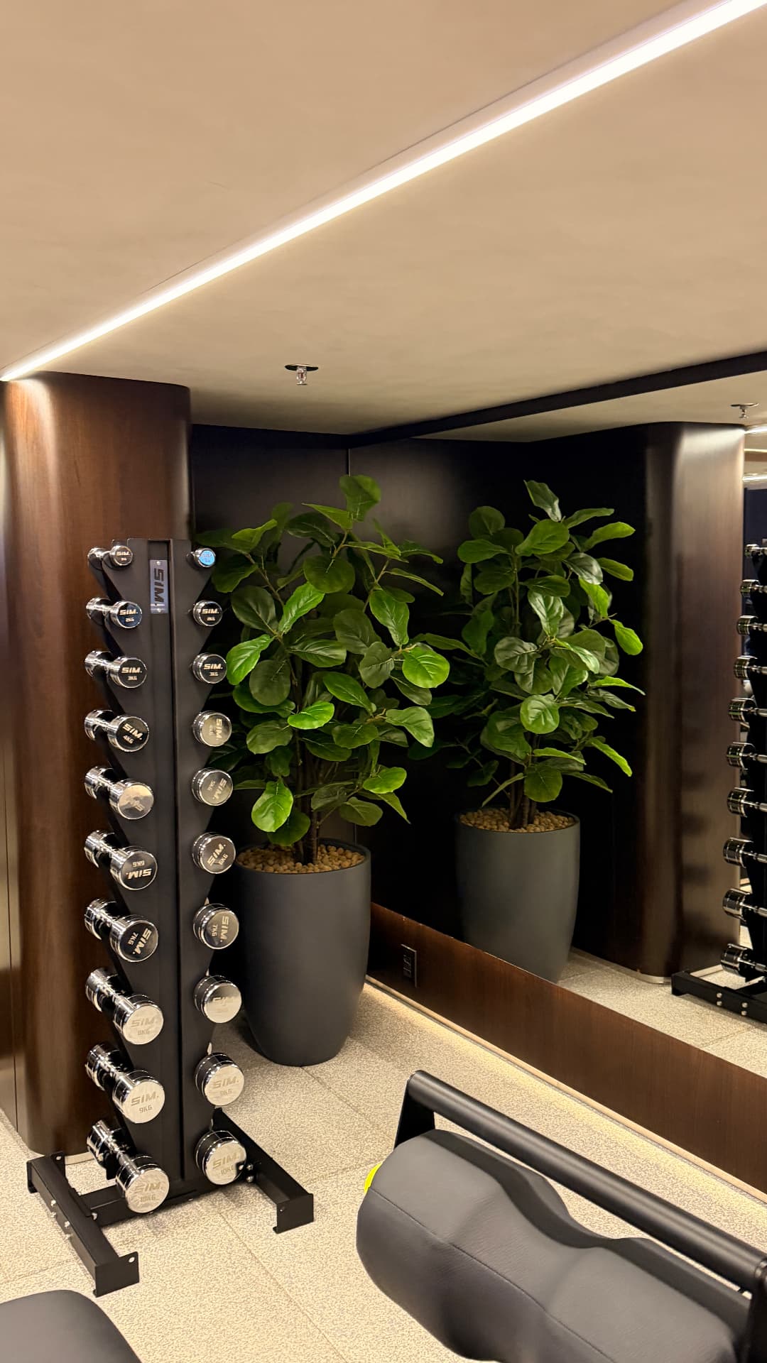 Ficus lyrata em vasos escuros diante de espelho na área de pesos