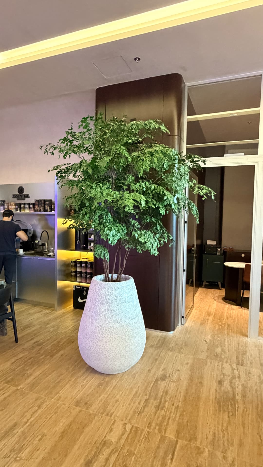 Árvore preservada em vaso texturizado branco ao lado do café do clube