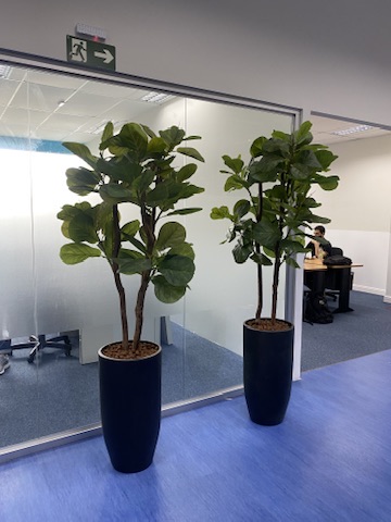 Duas árvores de ficus lyrata em vasos altos pretos junto às divisórias de vidro do escritório da AeC
