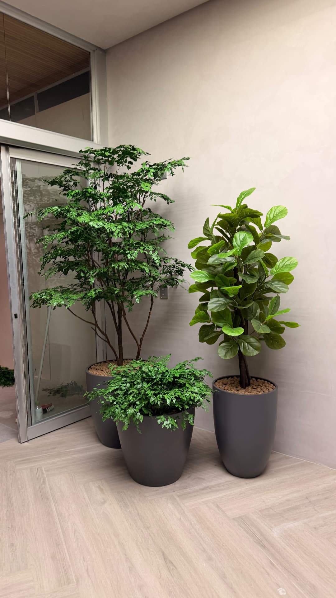 Composição de árvore preservada, ficus lyrata e arranjo baixo em vasos escuros