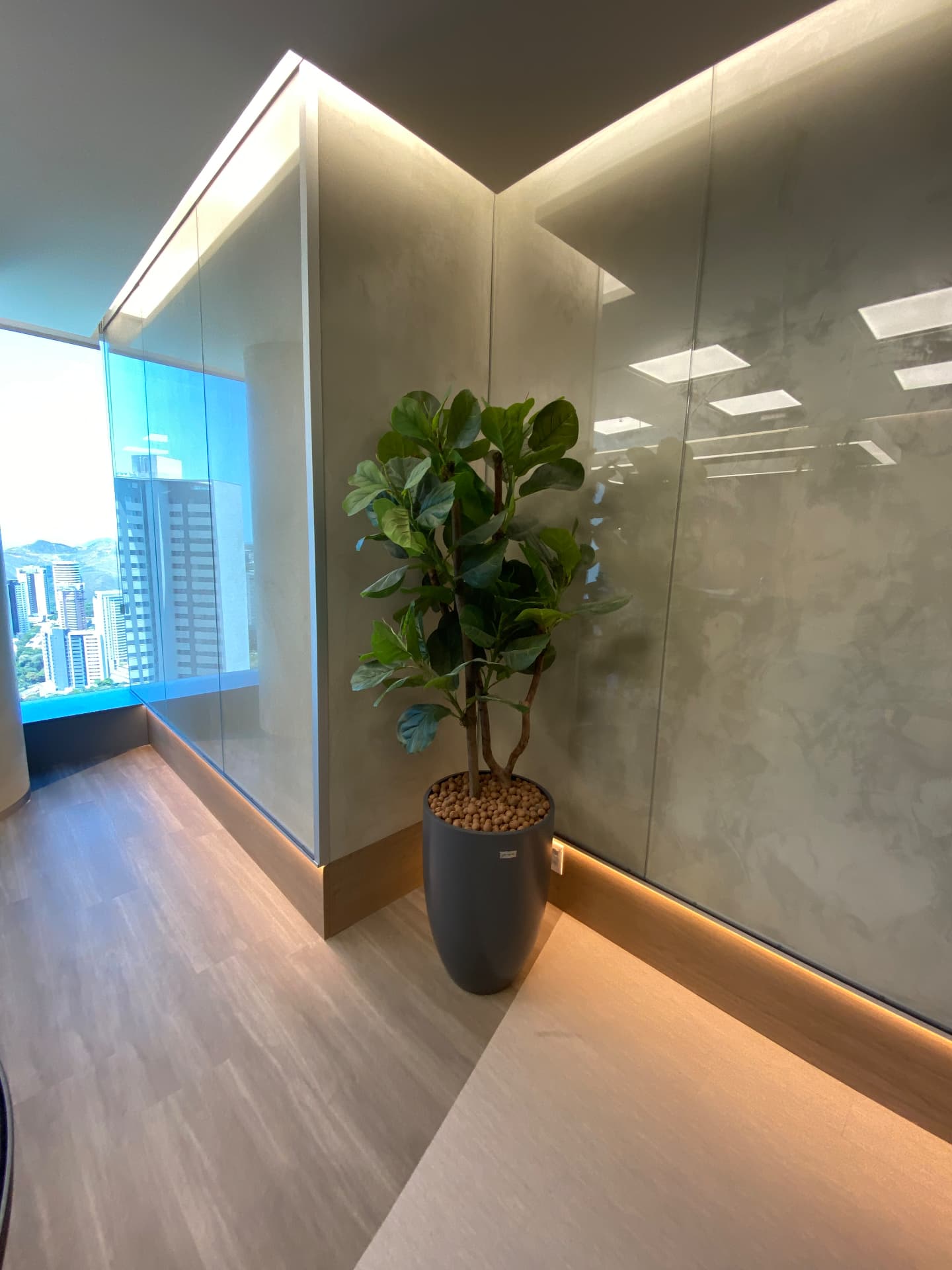 Ficus lyrata em vaso cônico escuro em corredor corporativo com vista para Belo Horizonte