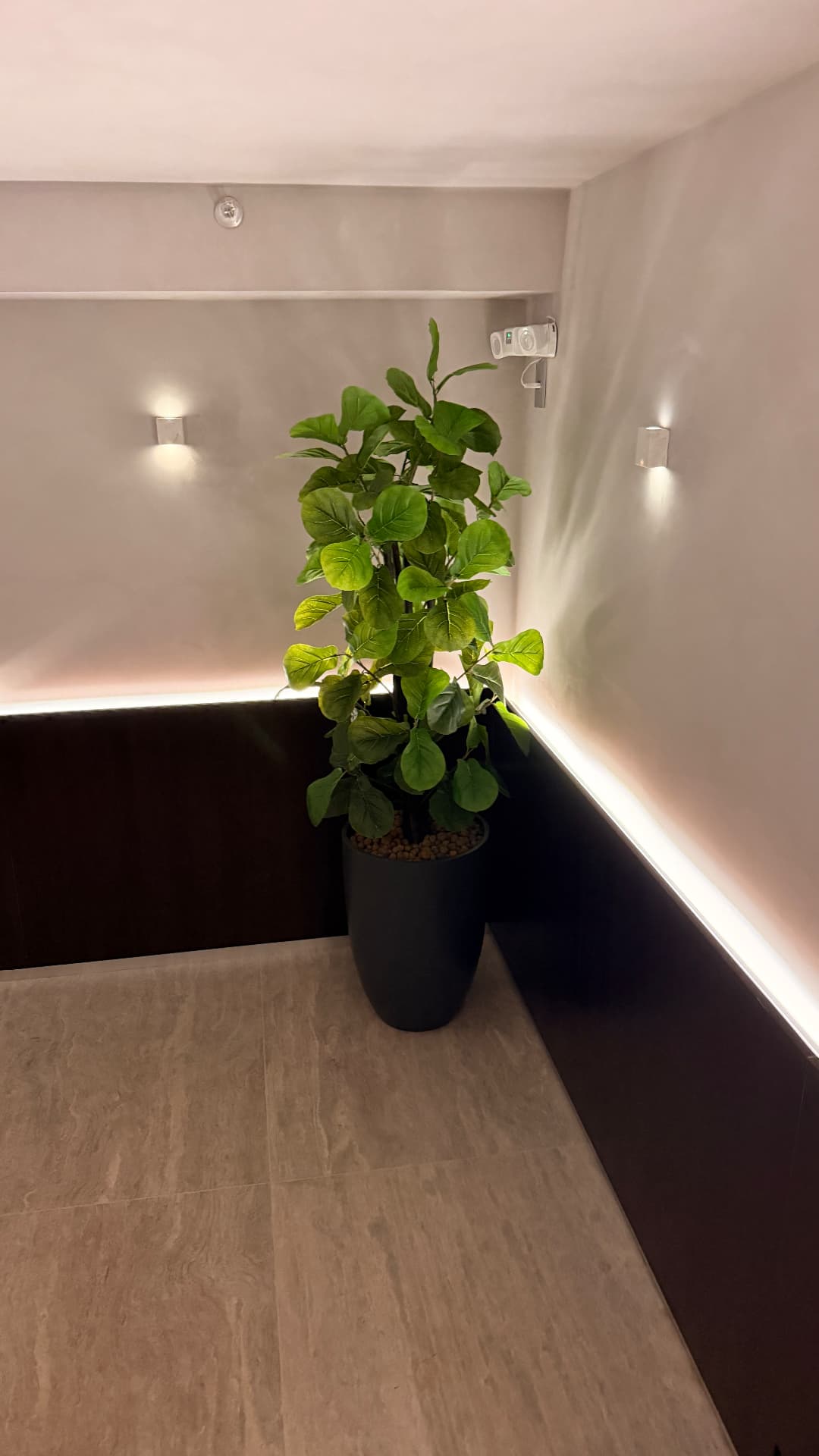 Ficus lyrata em vaso preto em corredor iluminado
