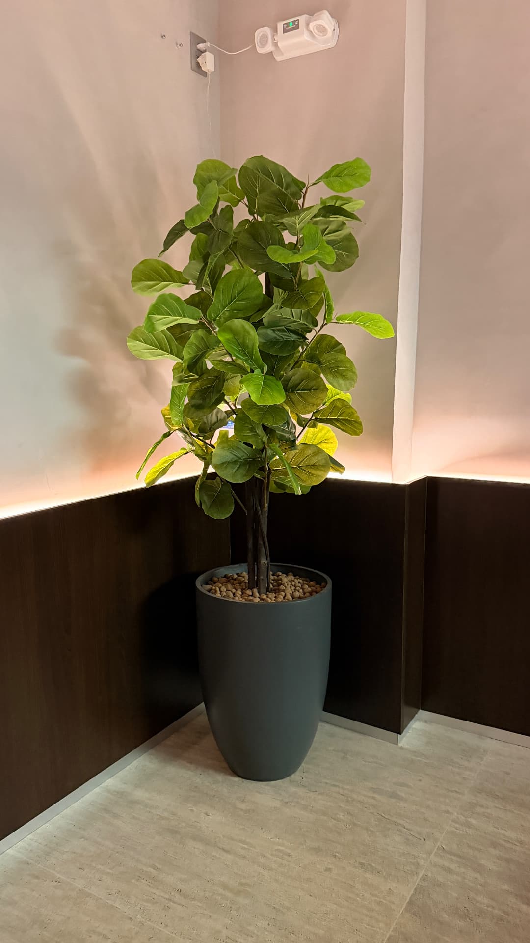Ficus lyrata em vaso alto preto em corredor com rodapé amadeirado