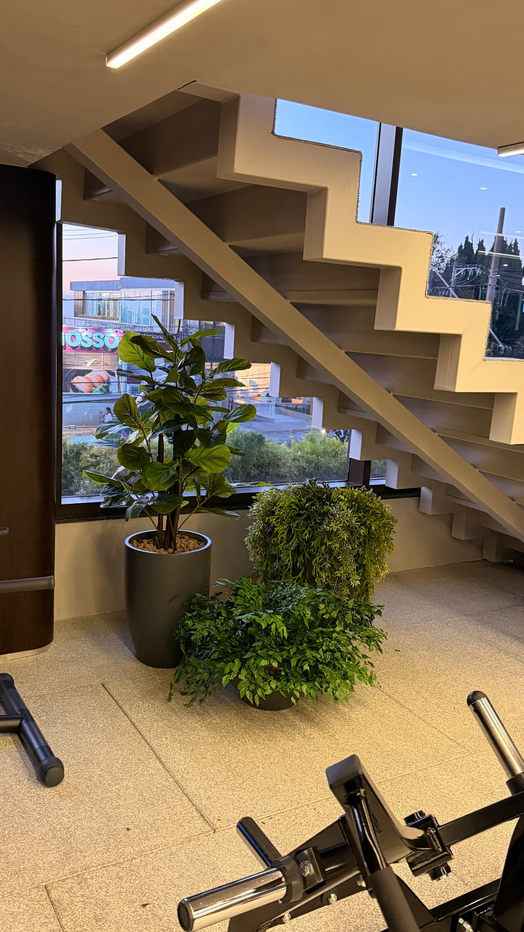 Composição de ficus lyrata e vasos baixos sob a escada ao entardecer