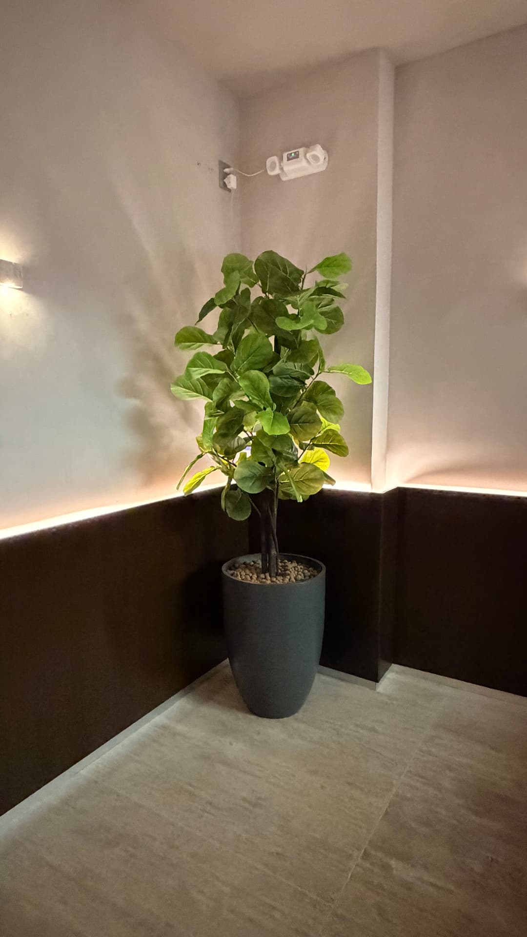 Ficus lyrata em vaso preto em canto com arandela