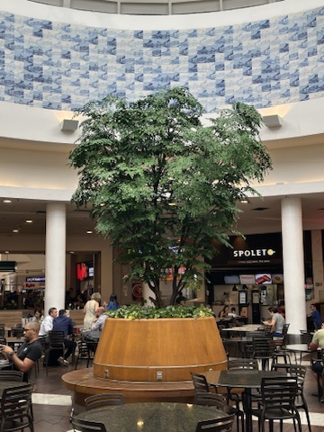 Tronco e ramificações da árvore preservada do Shopping Del Rey emergindo da jardineira circular de madeira