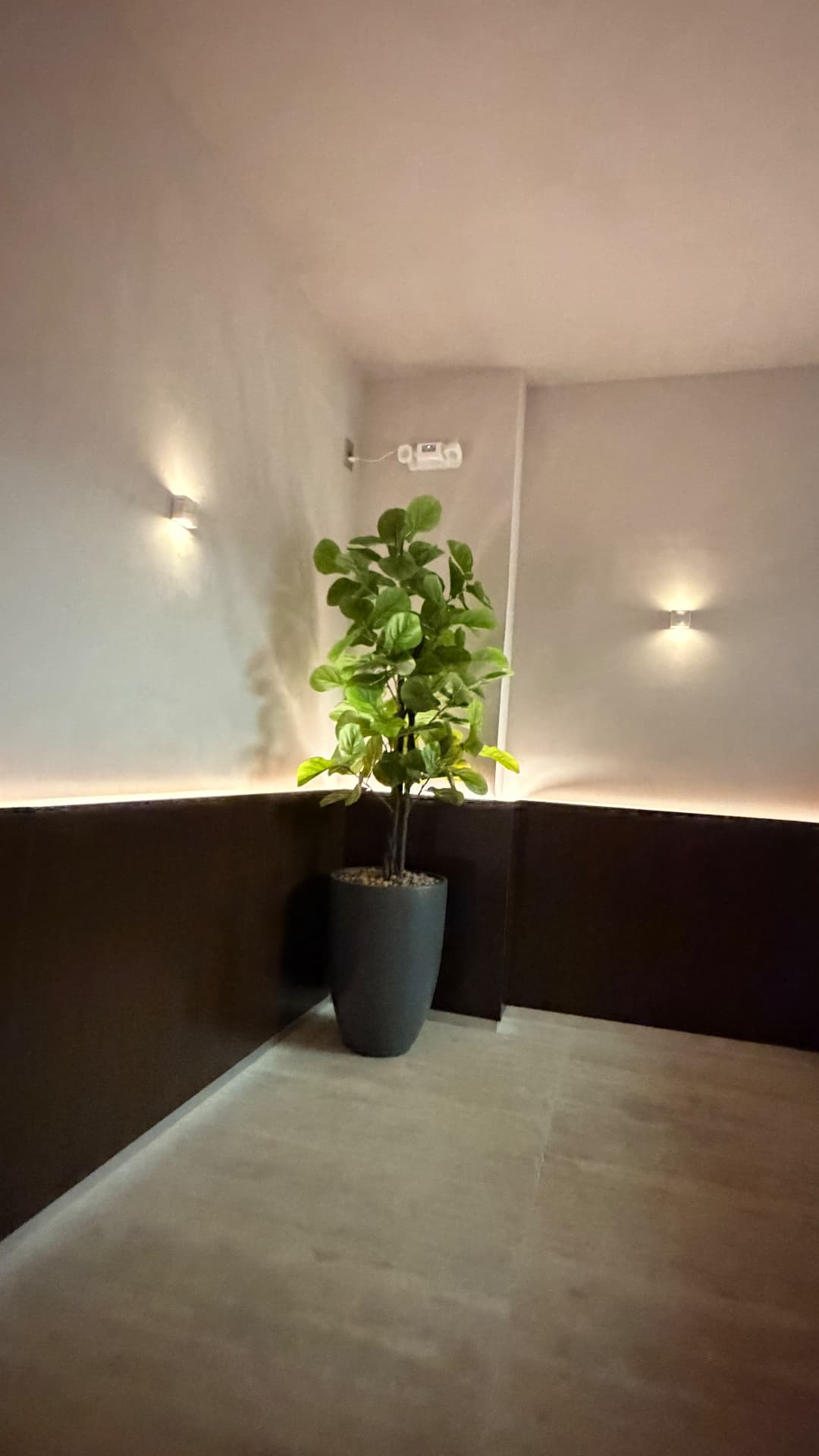 Ficus lyrata em vaso cônico preto com iluminação indireta