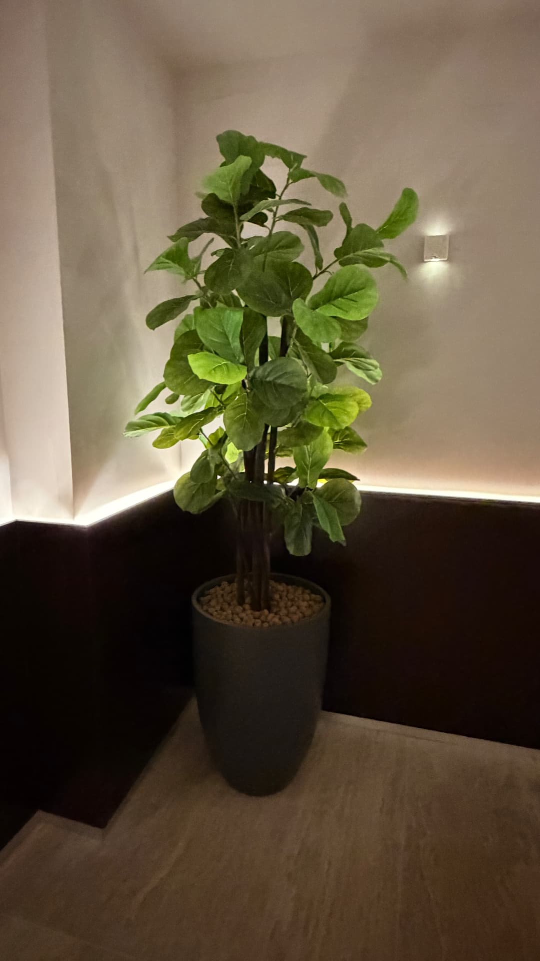 Ficus lyrata de folhas largas em vaso preto com luz quente