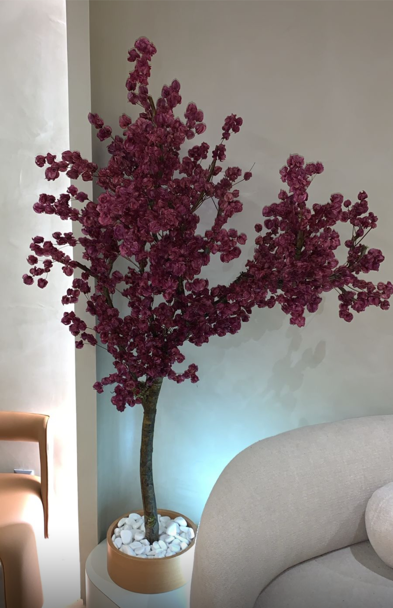 Detalhe de árvore de bougainville vinho em vaso de madeira em sala de espera