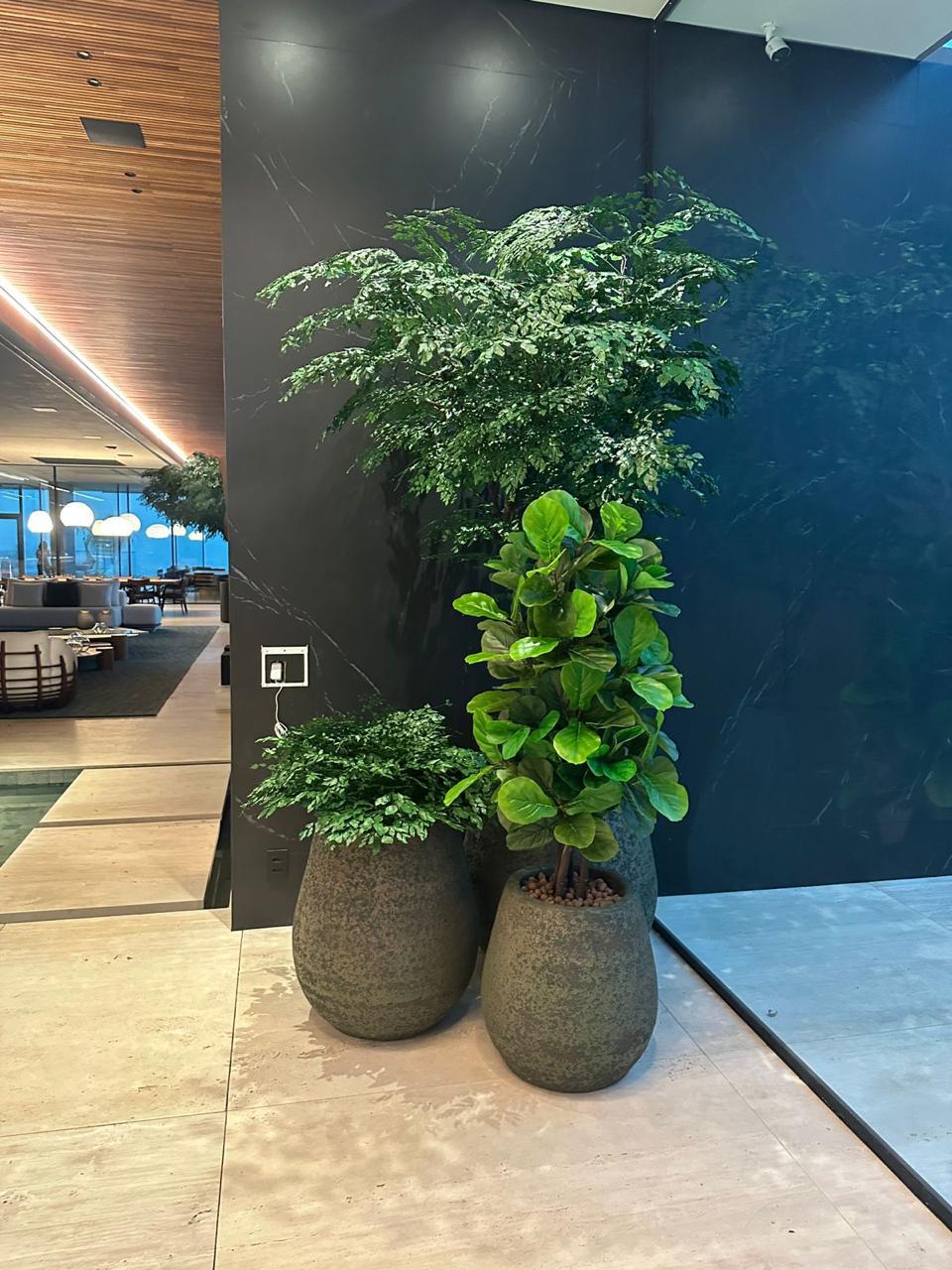 Ficus Lyrata Permanente