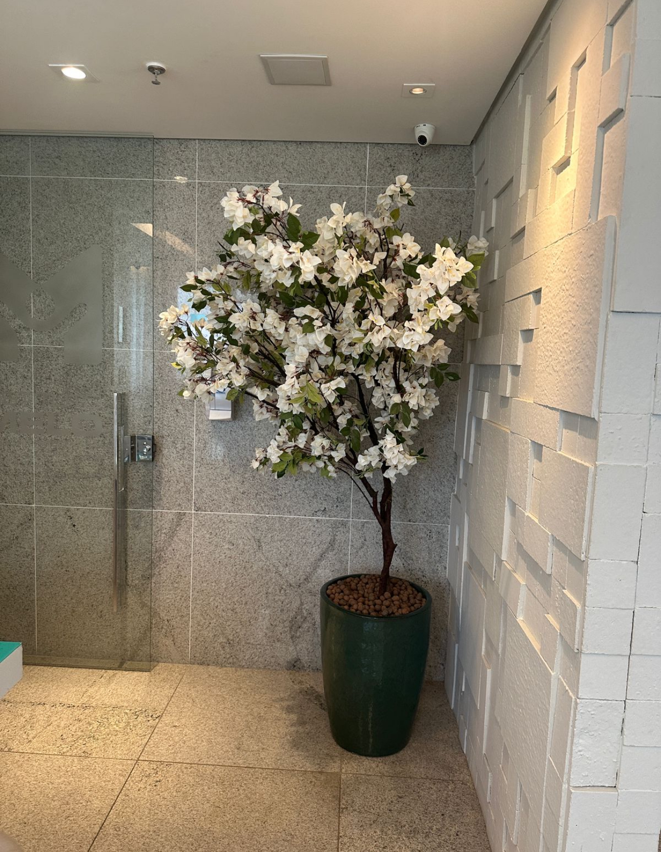 Bougainville branca em vaso verde no hall de entrada de clínica com parede de pedra