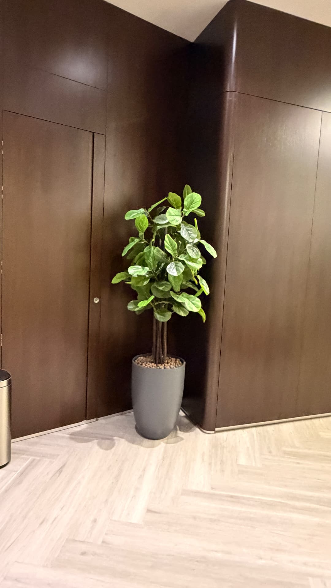 Ficus lyrata em vaso escuro diante de marcenaria amadeirada